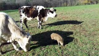 La belle histoire damour entre un marcassin et un troupeau de vaches en Mayenne [upl. by Eremahs414]