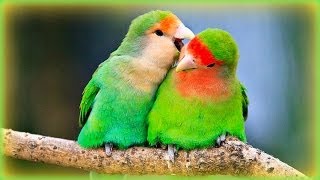 ❀ Lovebirds Sounds  1 Hour [upl. by Herwig]