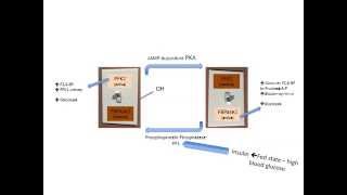 PFK2 FBPase2 Enzyme [upl. by Song]