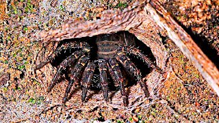 Wraparound spiders are real and they’re nearly impossible to spot before it’s too late [upl. by Anoi]