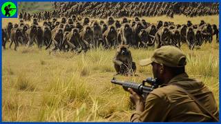 How Do American Hunters Hunt Millions Of Baboons  Farming Documentary [upl. by Anitsrihc125]