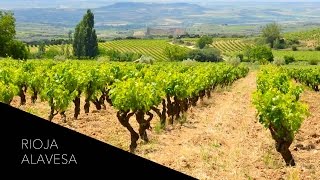 Where Tempranillo amp Tradition Meet A Wine Tour of Rioja Alavesa Spain [upl. by Ynez603]