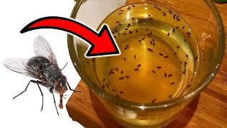 How to Get Rid of Houseflies at Home Naturally 10 EFFECTIVE SOLUTIONS [upl. by Amle922]