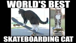 Worlds Best Skateboarding Cat Go Didga Go [upl. by Michelle]