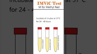 IMViC Test Methyl Red Test microbiology bacteria animation [upl. by Navets]