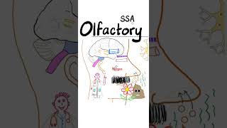 Olfactory Nerve 1st Cranial NerveNeuroanatomy Review Series [upl. by Melita16]