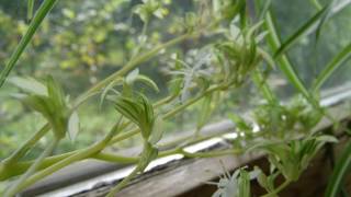 Chlorophytum Comosum Vittatum Spider Plant blooming timelapse [upl. by Esertal742]