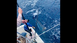 Marlin Fishing Hawaii [upl. by Ahsropal]