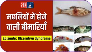 Epizootic Ulcerative Syndrome in Fish  EUS  Blue Revolution [upl. by Hplar179]