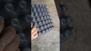 How to propagate seed in seedlings tray plants skyhighgreenry explore ₹ seed seedingproject [upl. by Nahtnaoj]