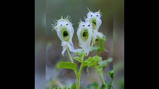 IMPRESIONANTES FLORES 😱 😱 RARAS Y HERMOSAS 😍 🌺 [upl. by Hsirap]