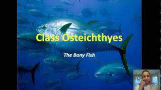 Zoology  Chondrichthyes amp Osteichthyes Notes [upl. by Llyrehc792]