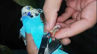 Ring  Tag Cutter A Birds life saver tool made By Gavin Industries [upl. by Vallie372]