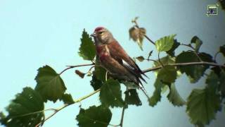 20110801 kneu HD 1080 Natuurkanaal [upl. by Yrrag55]