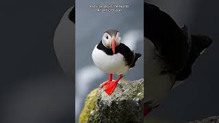 Living on the Edge Explore Puffins True Icons of the North Atlantic facts animals [upl. by Itnuahsa]