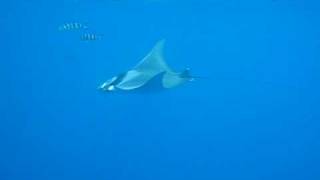 Mobula rescue in Crete Manta like [upl. by Ahsakat]