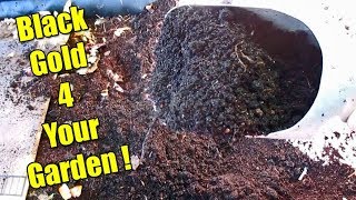 The Fastest amp Easiest Way To Harvest Worm Castings At Home [upl. by Ramunni]