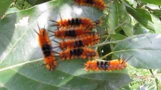 Gusanos del Aguacate  Avocado tree worm  Arctiidae Turuptiana obliqua [upl. by Katerina]