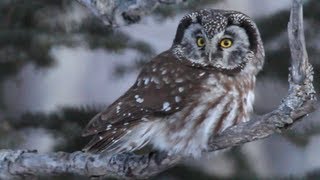 Boreal Owl Hunting in Daylight [upl. by Ielirol884]