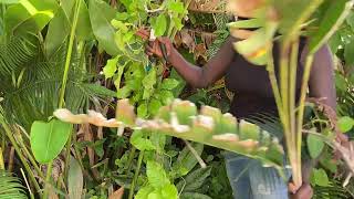 Cutting spent heliconias at Caden’s Garden [upl. by Aitekram496]