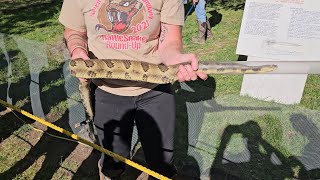 A Celebration of Snakes at the Noxen Rattlesnake Roundup [upl. by Asle25]