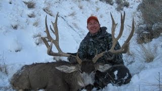 245quot Mule Deer On Antelope Island 37quot Wide  MossBack [upl. by Georgina]