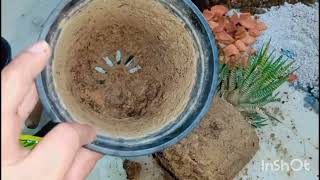 Haworthia Zebra plant repotting propagation and soil mix  how to grow zebra plant  Succulent [upl. by Acisse]