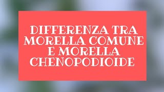 DIFFERENZA TRA MORELLA COMUNE ED MORELLA CHENOPODIOIDE  Solanum chenopodioides Lam [upl. by Zeeba]