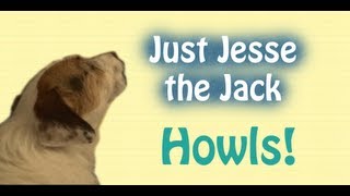 Jesse the Jack Russell Howls A Just Jesse Moment [upl. by Ynots]