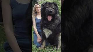 Did You Know This About Caucasian Shepherd Dog 😱 💥 shorts [upl. by Burne650]