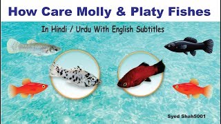 How to care Mollies amp Platys fishes guide Hindi Urdu English sub Platys mollies [upl. by Lateh843]