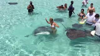 FEEDING and SWIMMING with STINGRAYS in Grand Cayman [upl. by Basir]