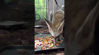 Bateared Fox Kits Starting to Eat Solid Food  Cincinnati Zoo shorts [upl. by Dilahk]