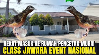 NEKAT MASUK KE RUMAH PENCETAK MURAI BATU JAWARA EVENT NASIONAL DI PEKAYON JAYA [upl. by Adias]