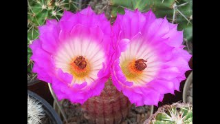 Echinocereus rigidissimus rubrispinus [upl. by Hufnagel304]