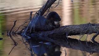 River Otter Swimming and Eating A Fish Richmond Virginia [upl. by Krik]