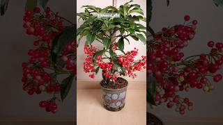 Ардизия крената  Ardisia crenata  FlowersLand [upl. by Seftton912]