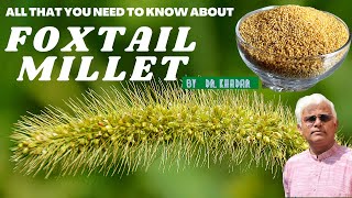 All that you need to know about FOXTAIL MILLET  Dr Khadar [upl. by Aylmer]