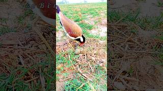 tatiri bird eggs  red wattled lapwing [upl. by Nalon]