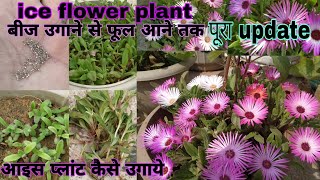 How to grow ice flower plant from seed with updateबीज से आइस प्लांट कैसे उगायेiceflowericeplant [upl. by Esalb]