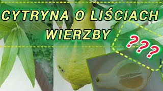 Cytryna Salicifolia  cytrus o liściach wierzby [upl. by Kcirted159]