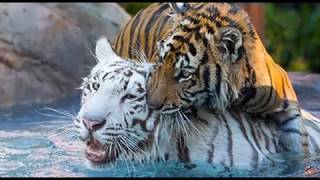 Top 5 Most Dangerous TIGER  part 1 Bengal Tiger   Animal Facts [upl. by Manson]