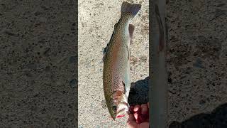 Mammoth lakes fishing rainbowtrout fishing freshwaterfishing nature outdoors slewfootbaits [upl. by Sparke]