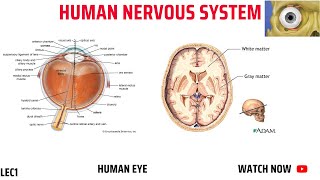 HUMAN NERVOUS SYSTEM [upl. by Nitsud704]