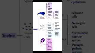 Ectoderm Derivative PAST MCQS fcps part 1 preparation  Raffiullah [upl. by Ynove]