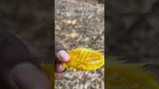 Seedless fass mango [upl. by Cummine]