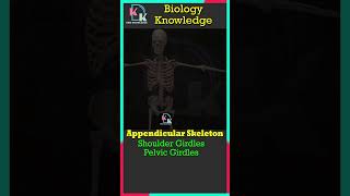 Appendicular Skeleton  Shoulder Girdles  Pelvic Girdles Forelimb  Hindlimbs  Biology  Skeleton [upl. by Wolff]