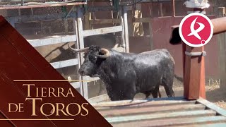 Unos encierros de Interés Turístico Regional  Tierra de Toros [upl. by Ttesil518]