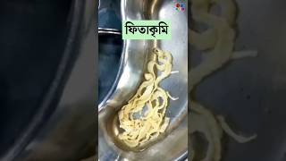 ফিতাকৃমি  Tapeworm  Cestodes Microbiology  Dr Med [upl. by Accem]