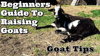 Beginners Guide To Raising Goats  Goat Tips  Goat Video [upl. by Drarehs]